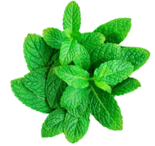 Fresh Mint Bunch
