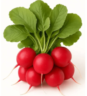 Fresh Radish Bunch
