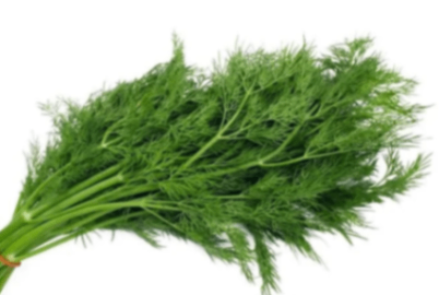 Fresh Dill Bunch